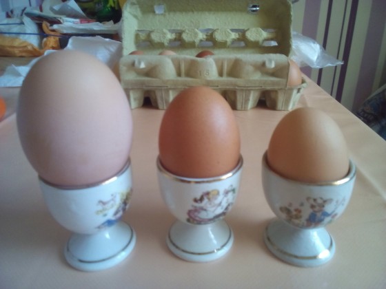 Eier der  klasse S,M,XXL von meinen eigenen Freilandhühnern