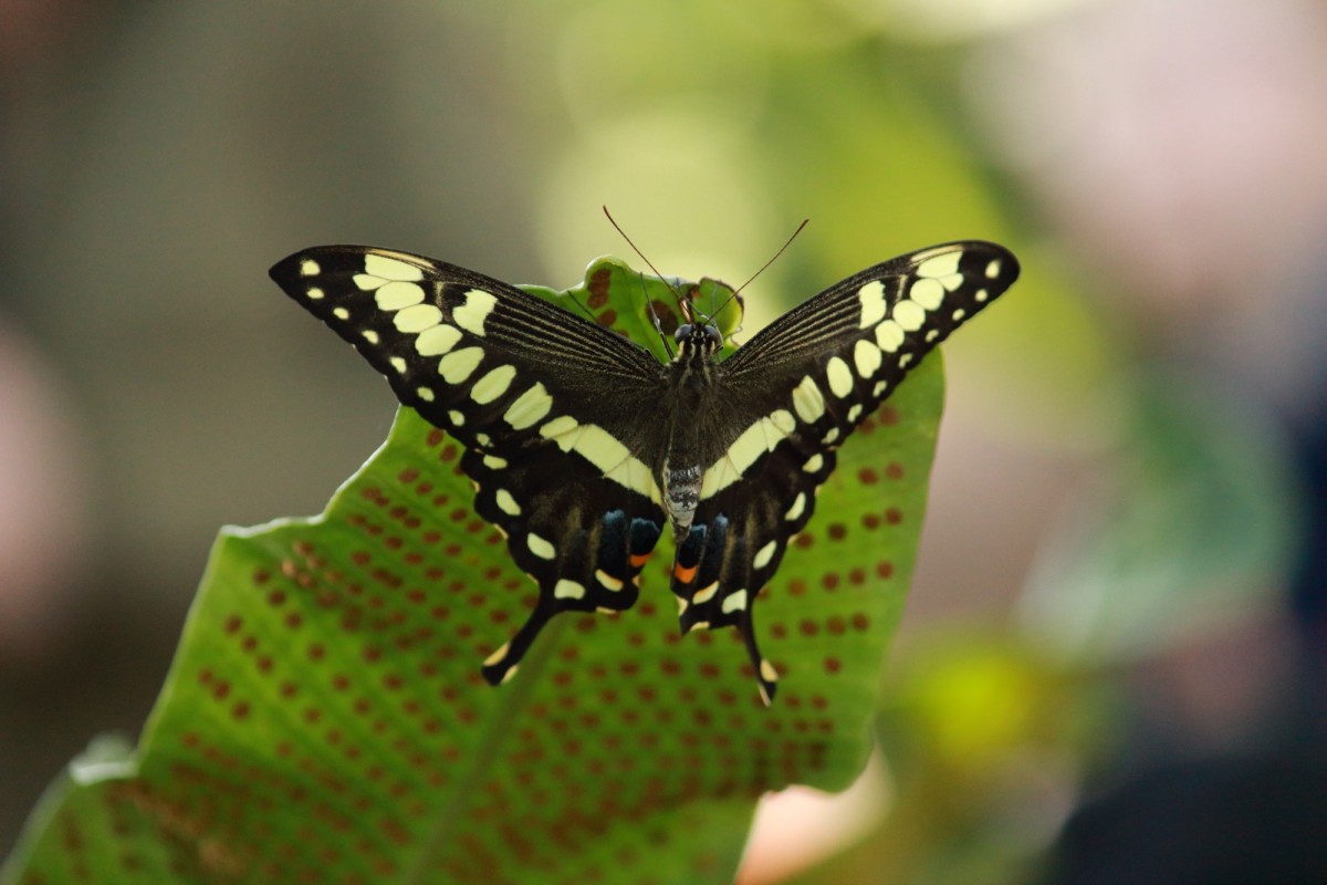 Königsschwalbenschwanz (Papilio thoas)