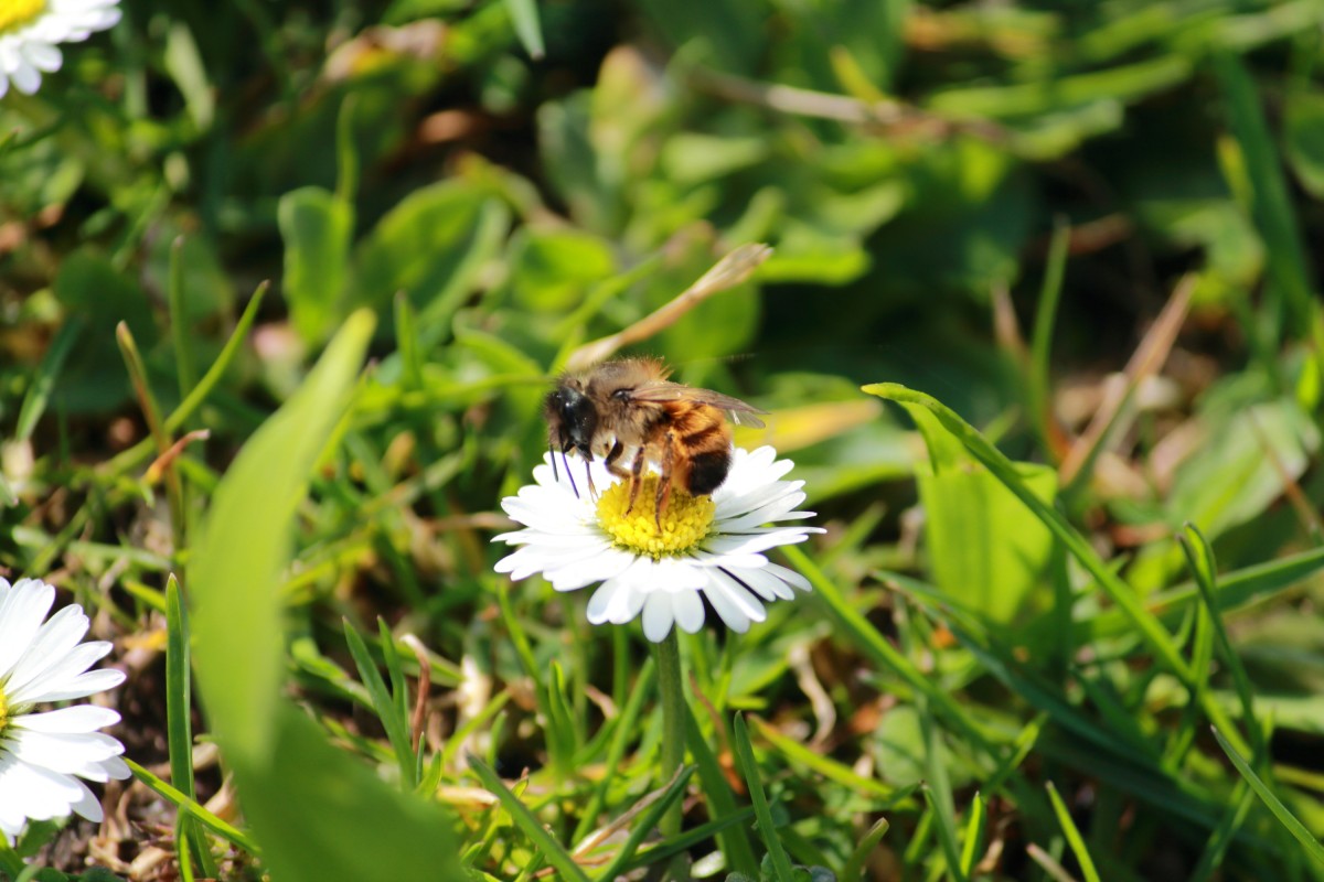 Biene liebt Blume