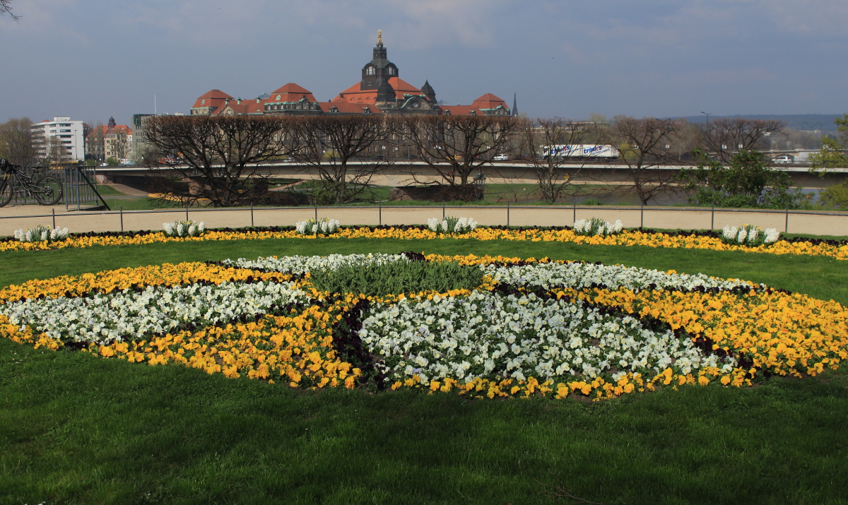 Blütenpracht in Dresden
