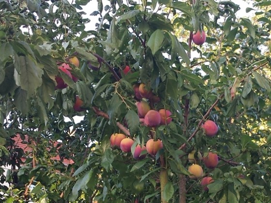 die Pfirsiche in Nachbars Garten