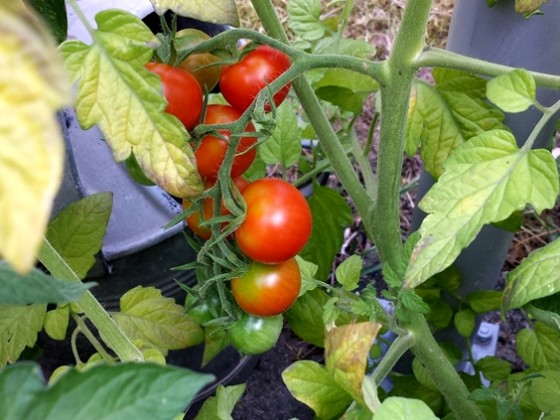Sommer ist .. wenn die Tomaten reif werden