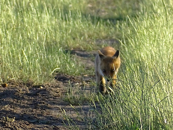 Fuchsbaby am Wegesrand