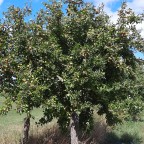Streuobstbaum