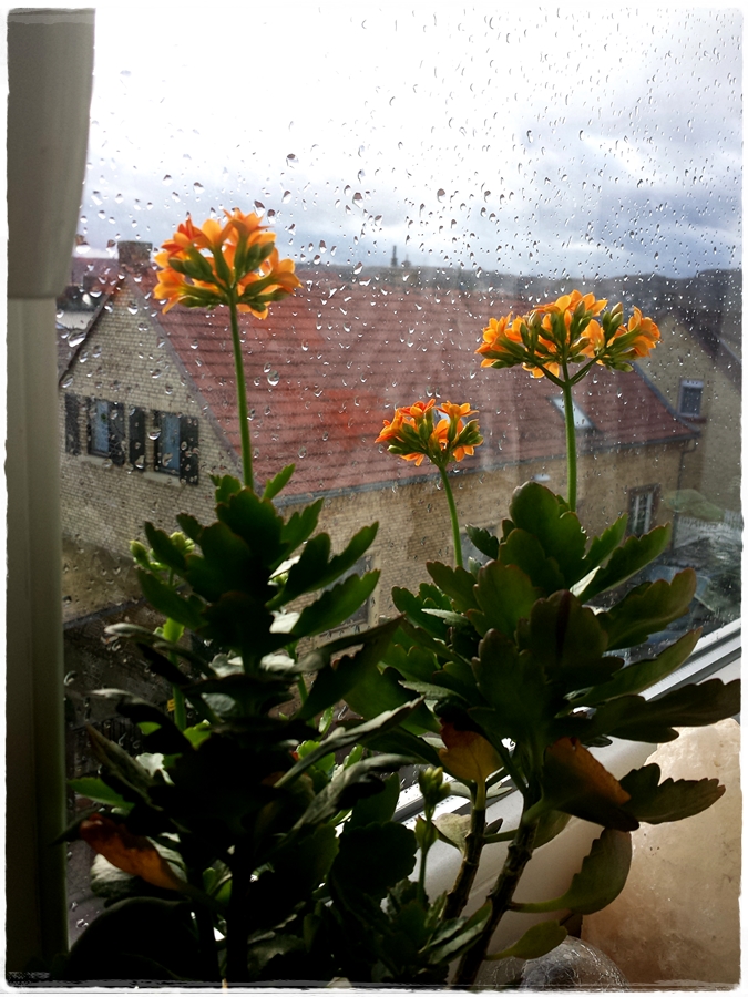 Regentropfen Die An Mein Fenster Klopfen Underground Farmer