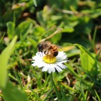 Biene liebt Blume
