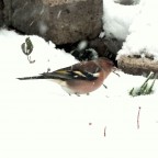 Buchfink im Schnee